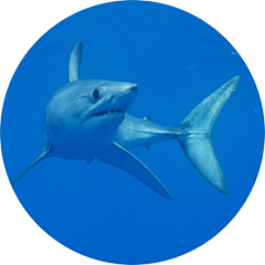 Shortfin Mako Shark Tagging